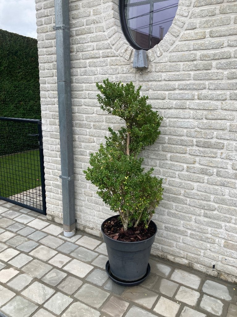 Ilex spiraal boom, Tuin en Terras, Ophalen, Struik, 100 tot 250 cm