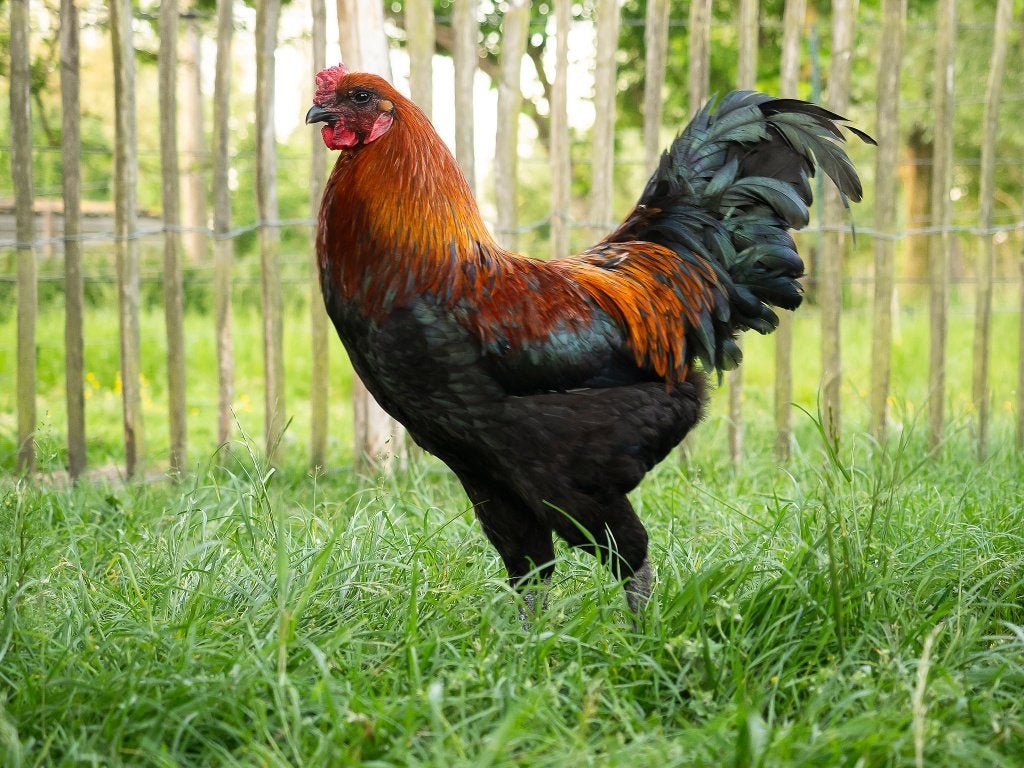 Broedeieren Brugse vechter, Dieren en Toebehoren, Geslacht onbekend, Kip