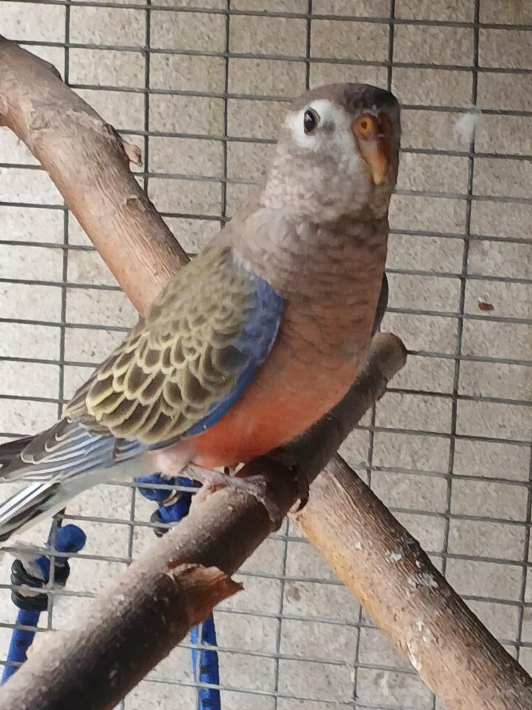 Bourke, Dieren en Toebehoren, Vrouwelijk, Parkiet