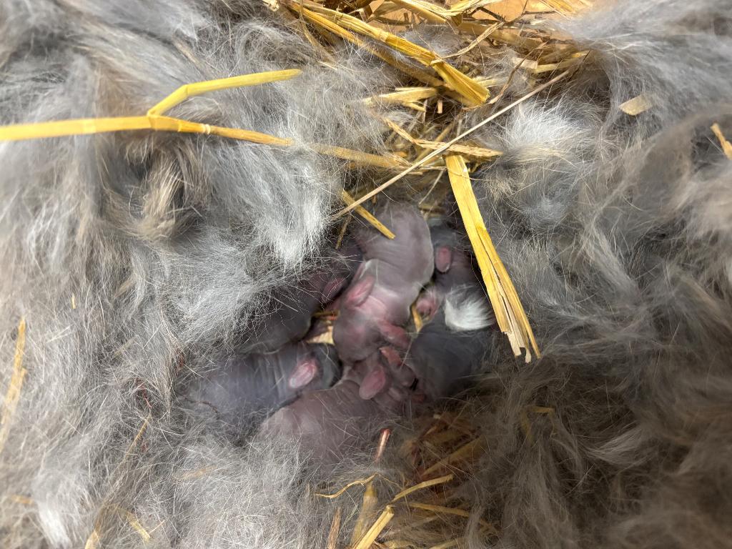 NHD - mini lop, Dieren en Toebehoren, Geslacht onbekend, Klein, Hangoor, 0 tot 2 jaar