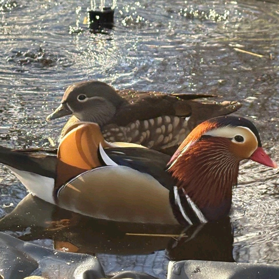 Mandarijneend, Animaux & Accessoires, Volatiles, Canard