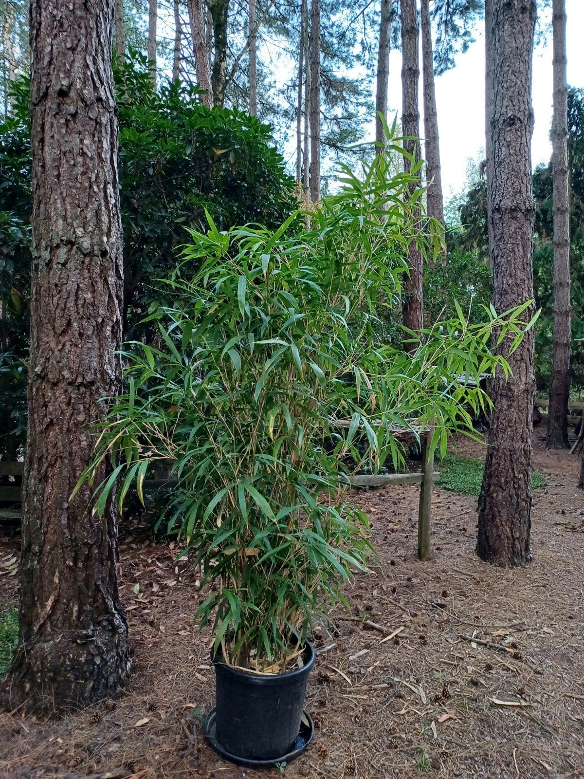 bamboe grofbladig, Tuin en Terras, Planten | Struiken en Hagen, Ophalen, Bamboe