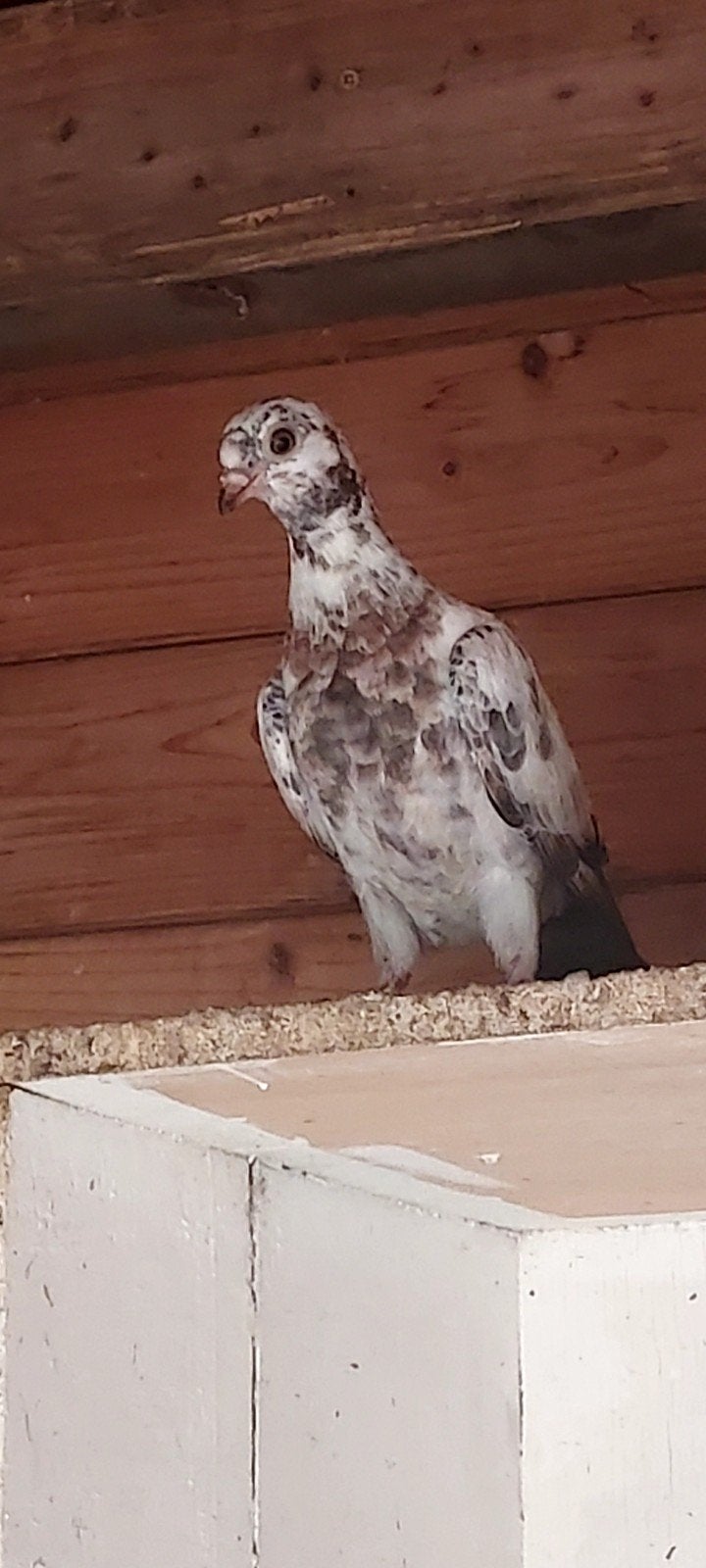 4 gratis duiven, Dieren en Toebehoren