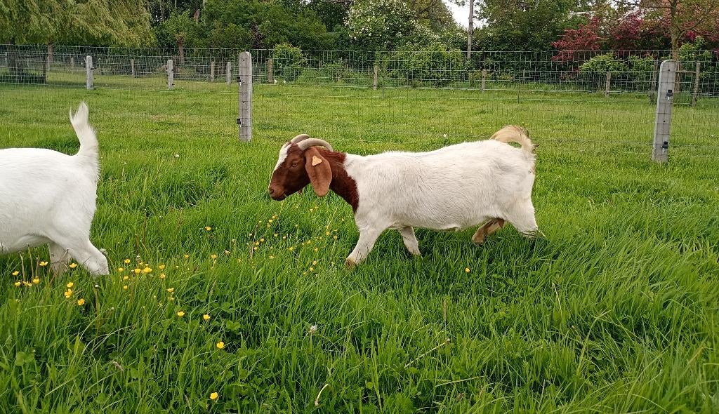 Boergeit met stamboek of koppel, Dieren en Toebehoren, Vrouwelijk, Geit, 3 tot 5 jaar