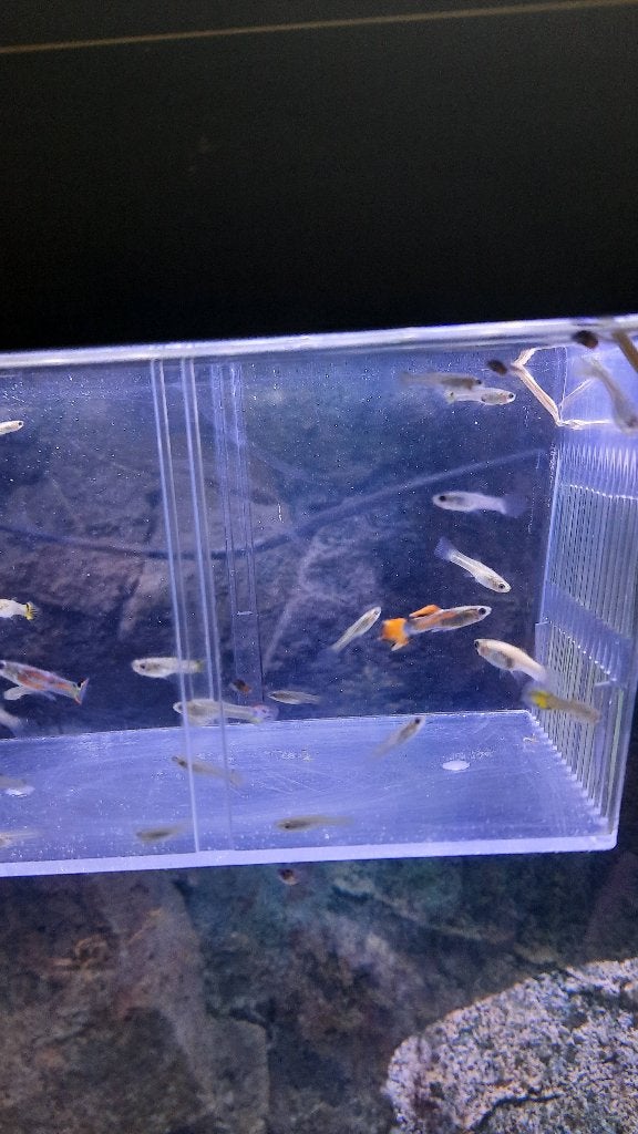 Guppy's halfwas en volwassen, Vis, Zoetwatervis, Schoolvis