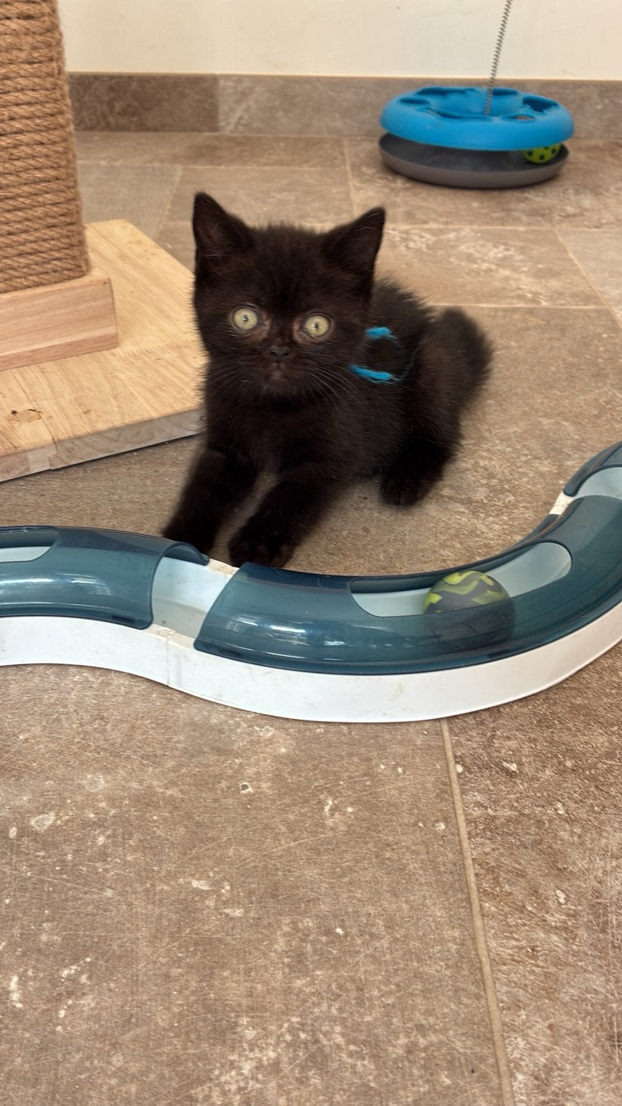 Brits Korthaar, Dieren en Toebehoren, Katten en Kittens | Raskatten | Korthaar, Kater, Met stamboom, 0 tot 2 jaar