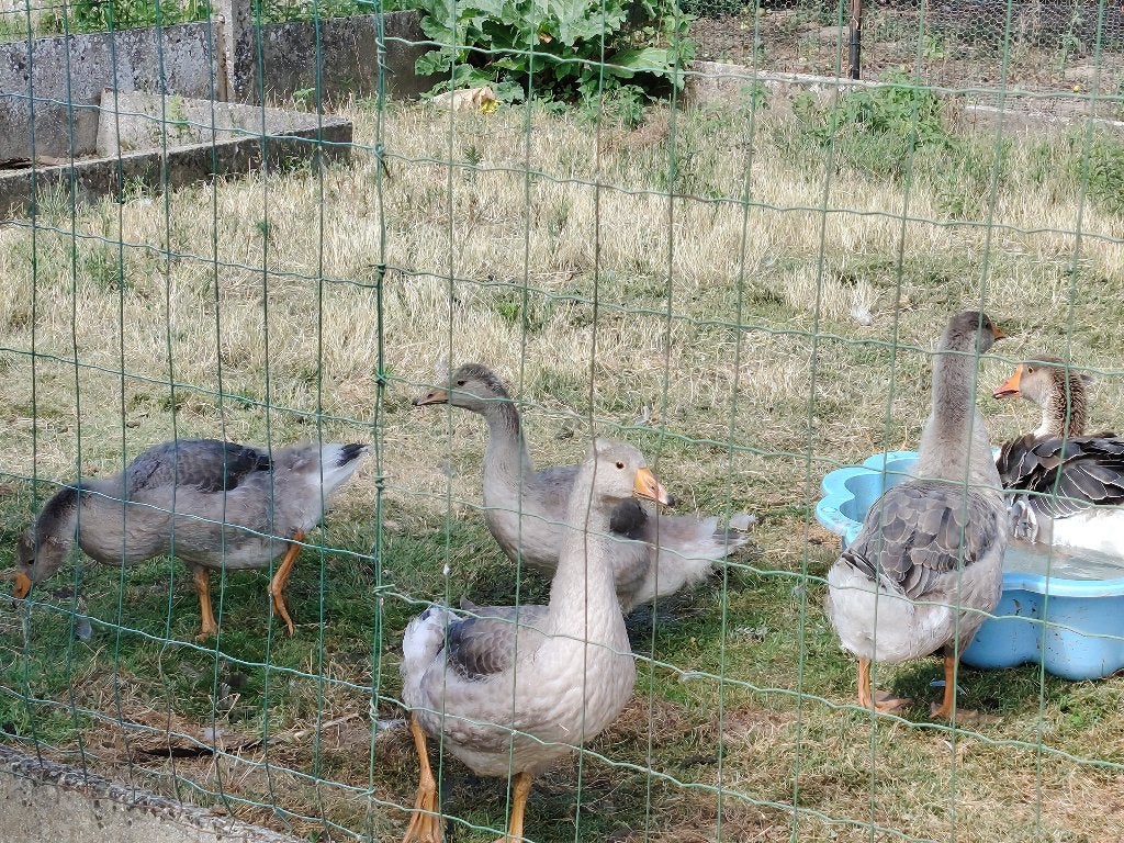 Ganzen, Dieren en Toebehoren, Pluimvee, Vrouwelijk, Gans of Zwaan