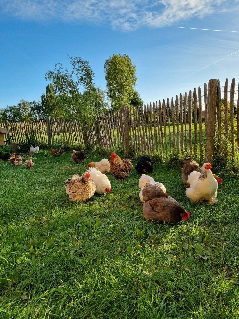 7 Cochinkriel hennen, Dieren en Toebehoren, Vrouwelijk, Kip