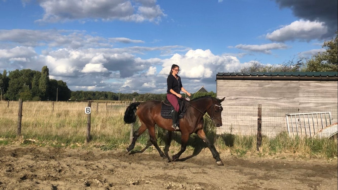 Knappe 5 jarige ruin te koop!, Animaux & Accessoires, Chevaux, Hongre, Débourré, 170 à 175 cm, 3 à 6 ans, Cheval de dressage, Avec pedigree