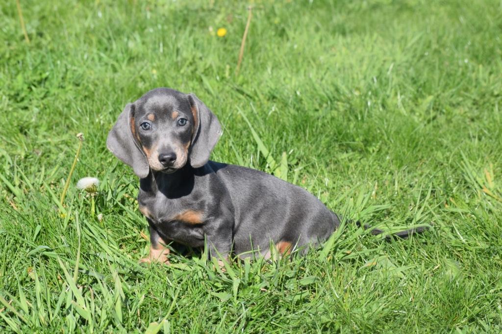 Teckel pups kies uw kleurtje, Dieren en Toebehoren, Honden | Teckels en Dashonden, België, 15 weken tot 1 jaar, Korthaar, Dwerg