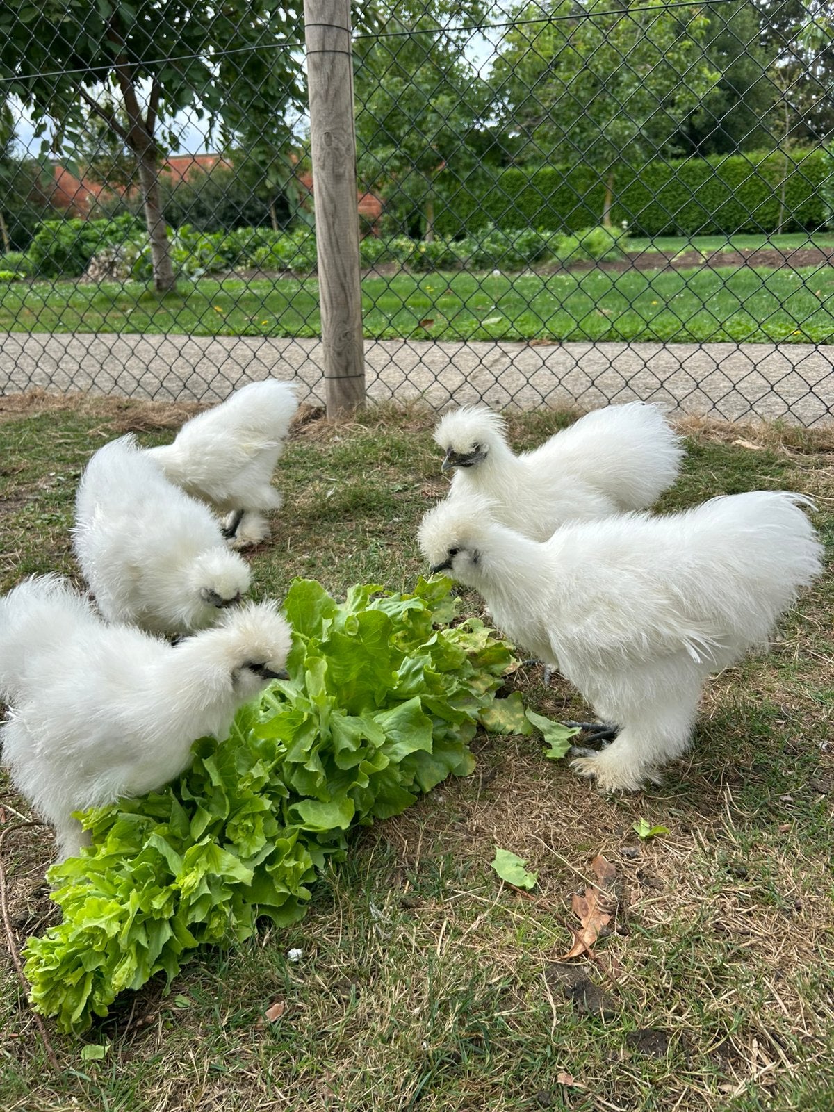 3 koppels zijdehoen, Dieren en Toebehoren, Meerdere dieren, Kip