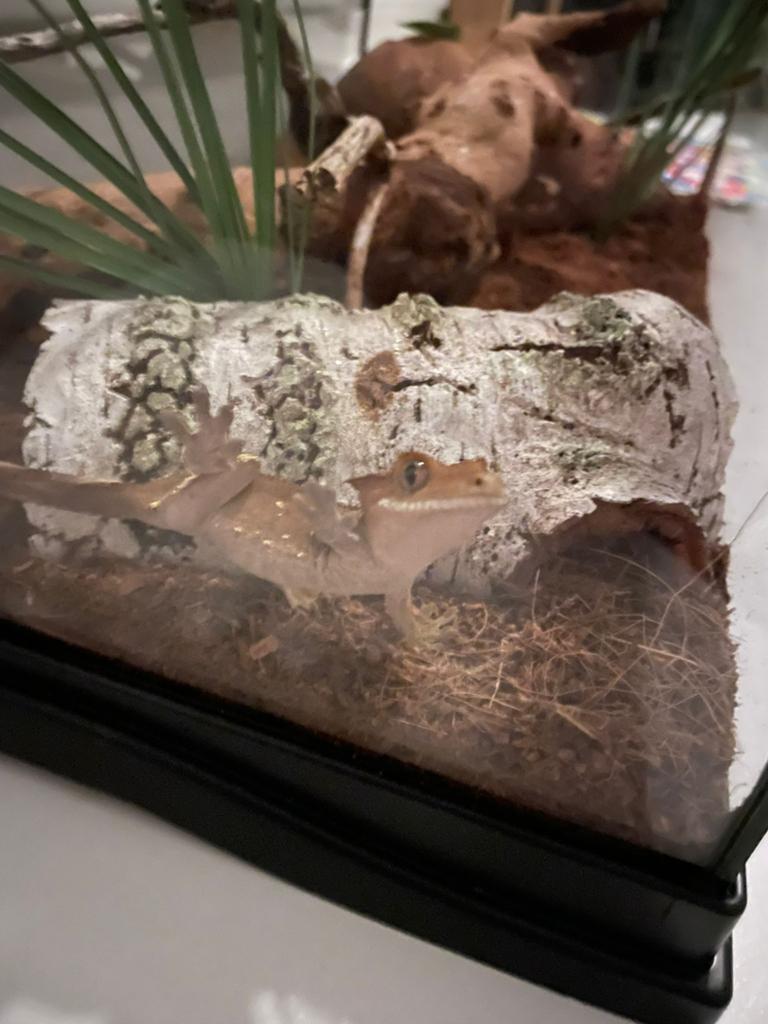 Gecko pour cils, Animaux & Accessoires, Avec terrarium, 0 à 2 ans
