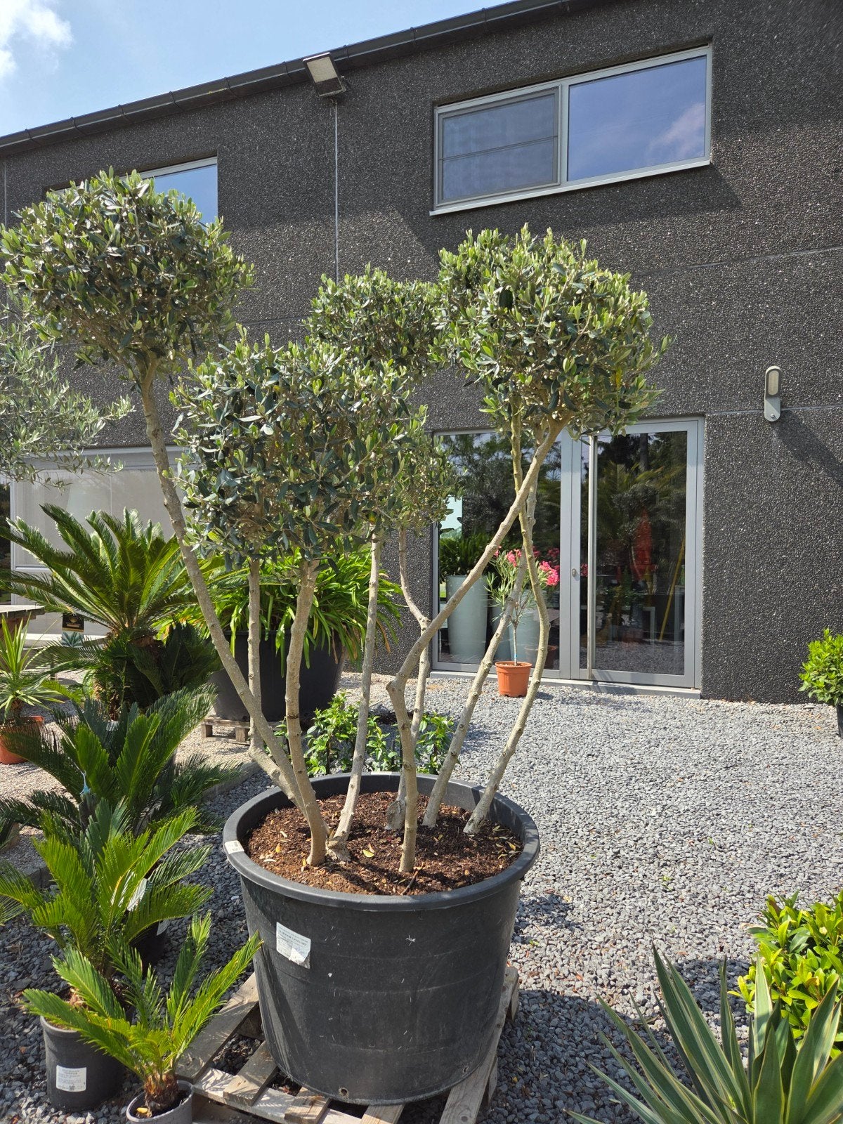 Olijfboom Olea Europaea ponpon, Tuin en Terras, Planten | Bomen, Ophalen, Olijfboom