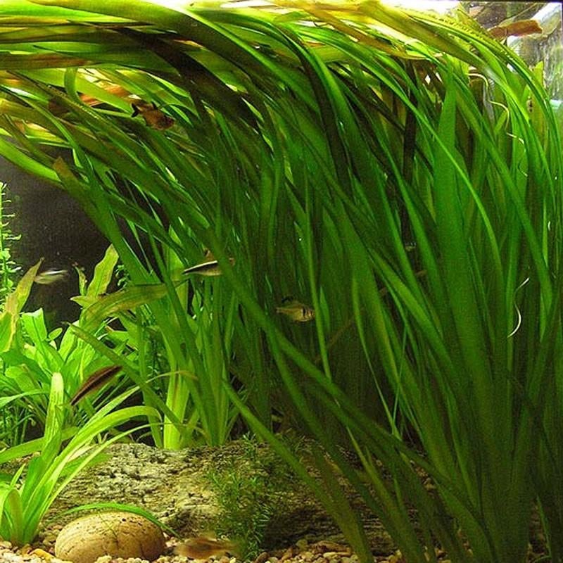 Valisneria Gigantea 80 cm de haut