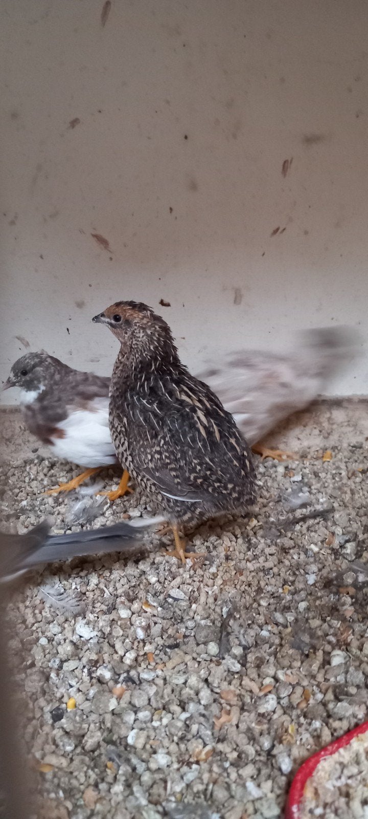 Cineese kwartels ( 1vrouwtje en 1mannetje), Meerdere dieren, Overige soorten