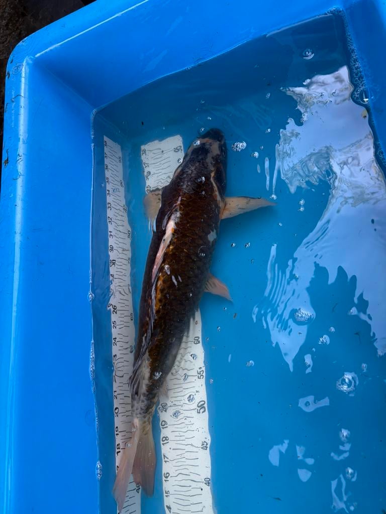Gratis 50 cm koi, Dieren en Toebehoren, Karper of Koi
