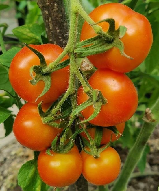 5 graines de tomate Pineapple Fog - culture biologique, Envoi, Printemps, Graine