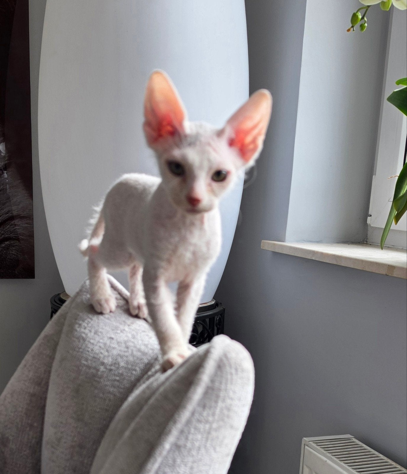 Chaton Sphynx avec duvet, Animaux & Accessoires, Chats & Chatons | Chats de race | Poil long, Chatte ou Chat, 0 à 2 ans, Vermifugé