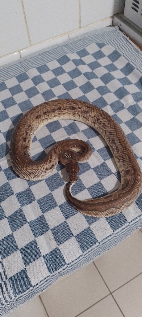 Koningspython Mannetje Pastel Cinnamon clown Ball Python - male for sale from Patrick Wodan