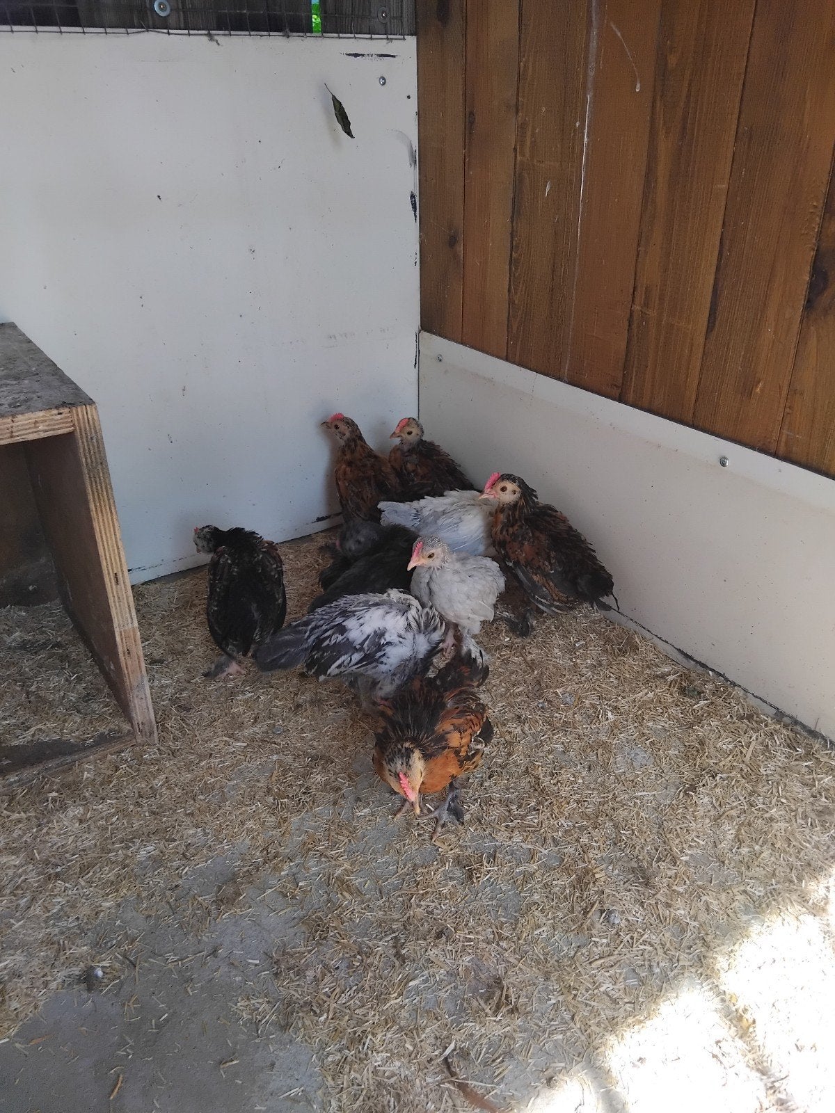 Krielkippen kippen, Dieren en Toebehoren, Pluimvee