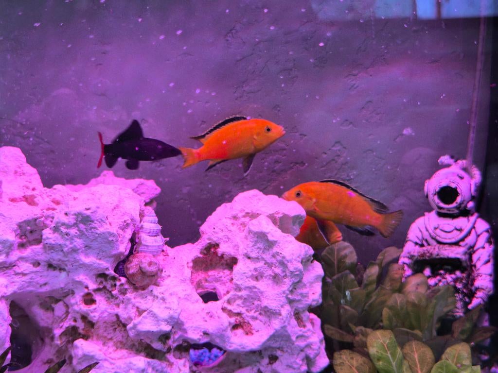 Zie beschrijving, Dieren en Toebehoren, Vissen | Aquariumvissen, Vis, Zoetwatervis