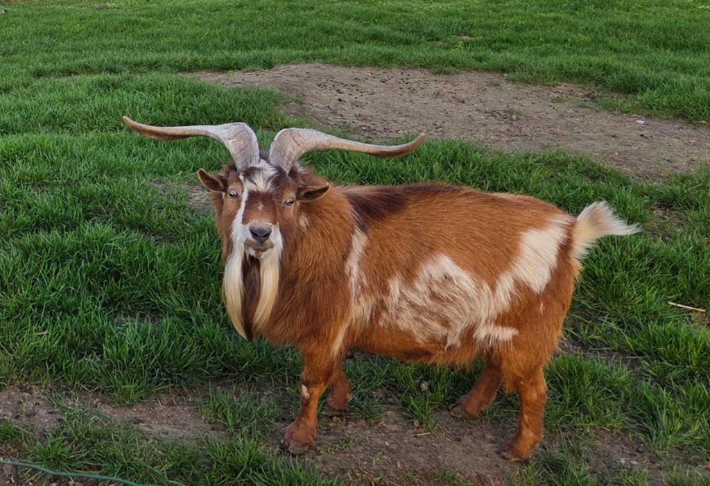 Te huur/koop abrikoos dwerggeitbok dekbok, Animaux & Accessoires