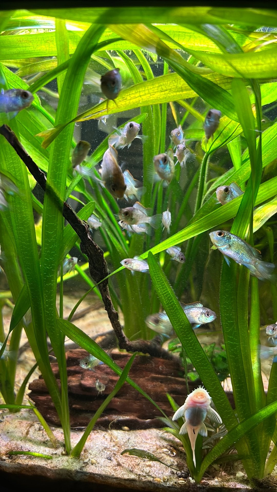 Jonge electric blue acara, Dieren en Toebehoren, Vissen | Aquariumvissen, Vis