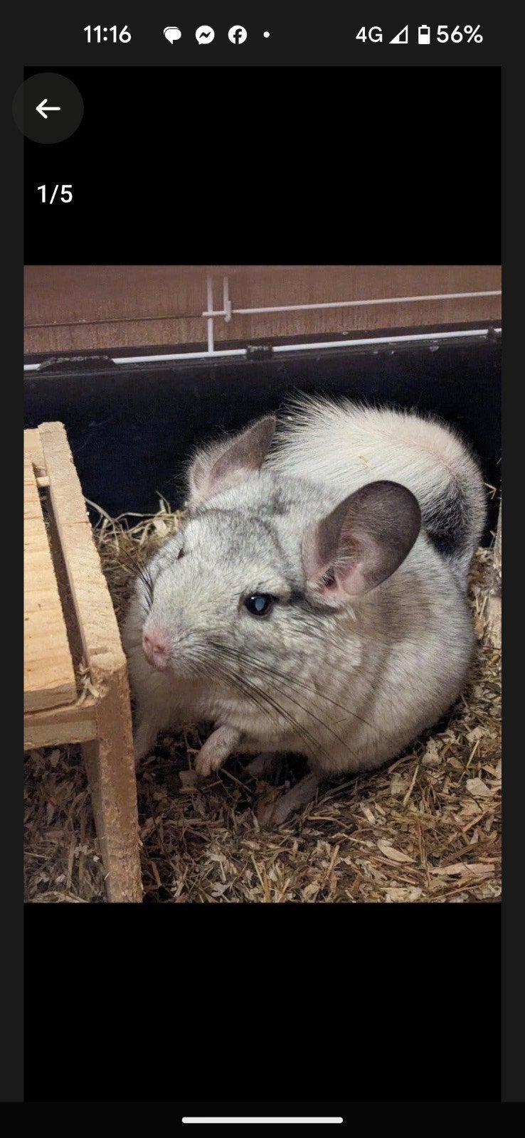 mannetjes chinchila, Dieren en Toebehoren, April, Mannelijk, Chinchilla