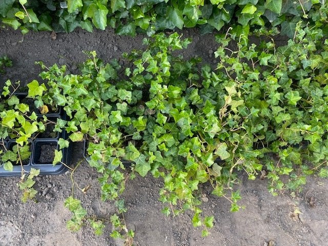 klimop plantjes, hedera helix 50 stuks, Ophalen