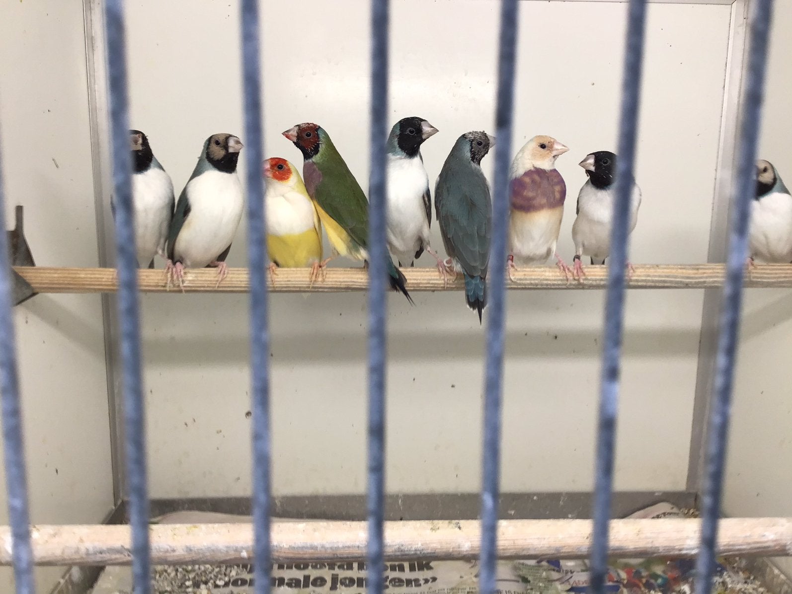 Gouldamadine, Dieren en Toebehoren, Meerdere dieren, Tropenvogel