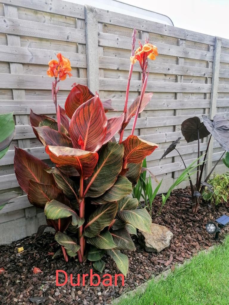 Canna Durban, Volle zon, Vaste plant, Zomer, Ophalen