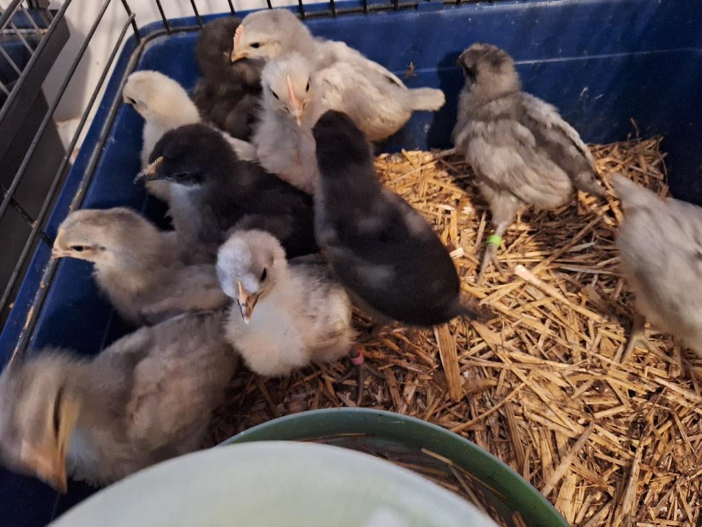 Kuikens brabants hoen, Dieren en Toebehoren, Meerdere dieren, Kip