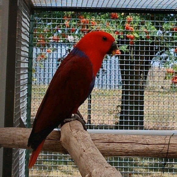 Edelpapegaai pop, Femelle, Perroquet, Bagué