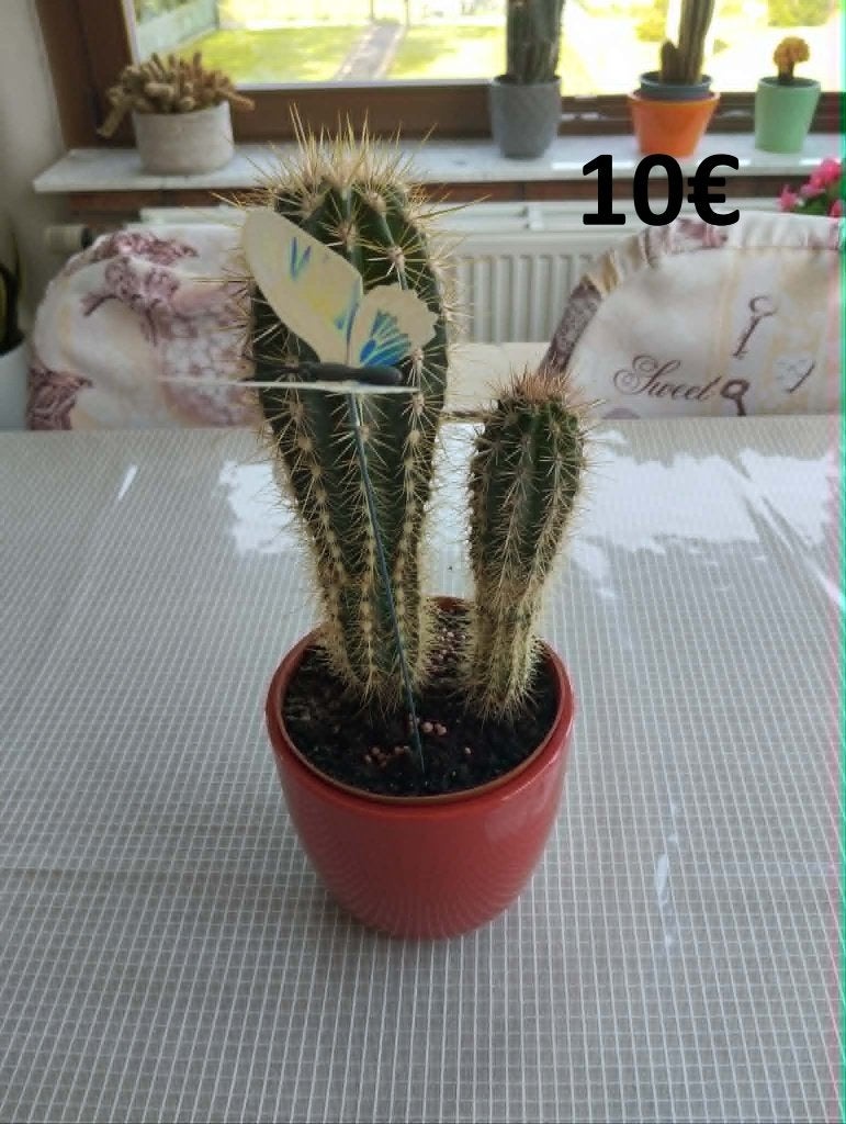 cactus, Maison & Meubles, Enlèvement, Cactus, Moins de 100 cm