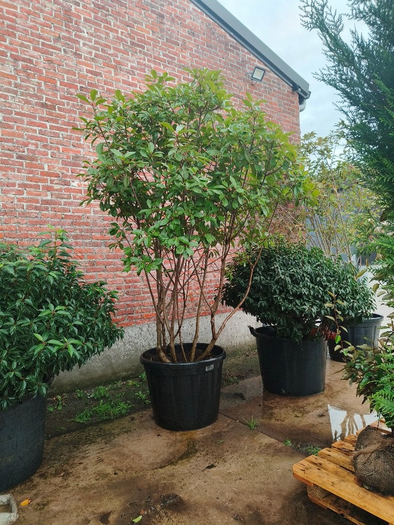 meerstammige bomen magnolia amelanchier cornus, Overige soorten, 100 tot 250 cm, Zomer, Ophalen