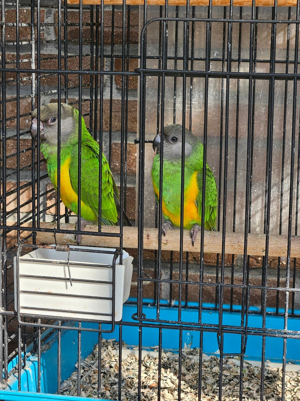 Koppel bonte boeren 2025, Dieren en Toebehoren, Vogels | Parkieten en Papegaaien