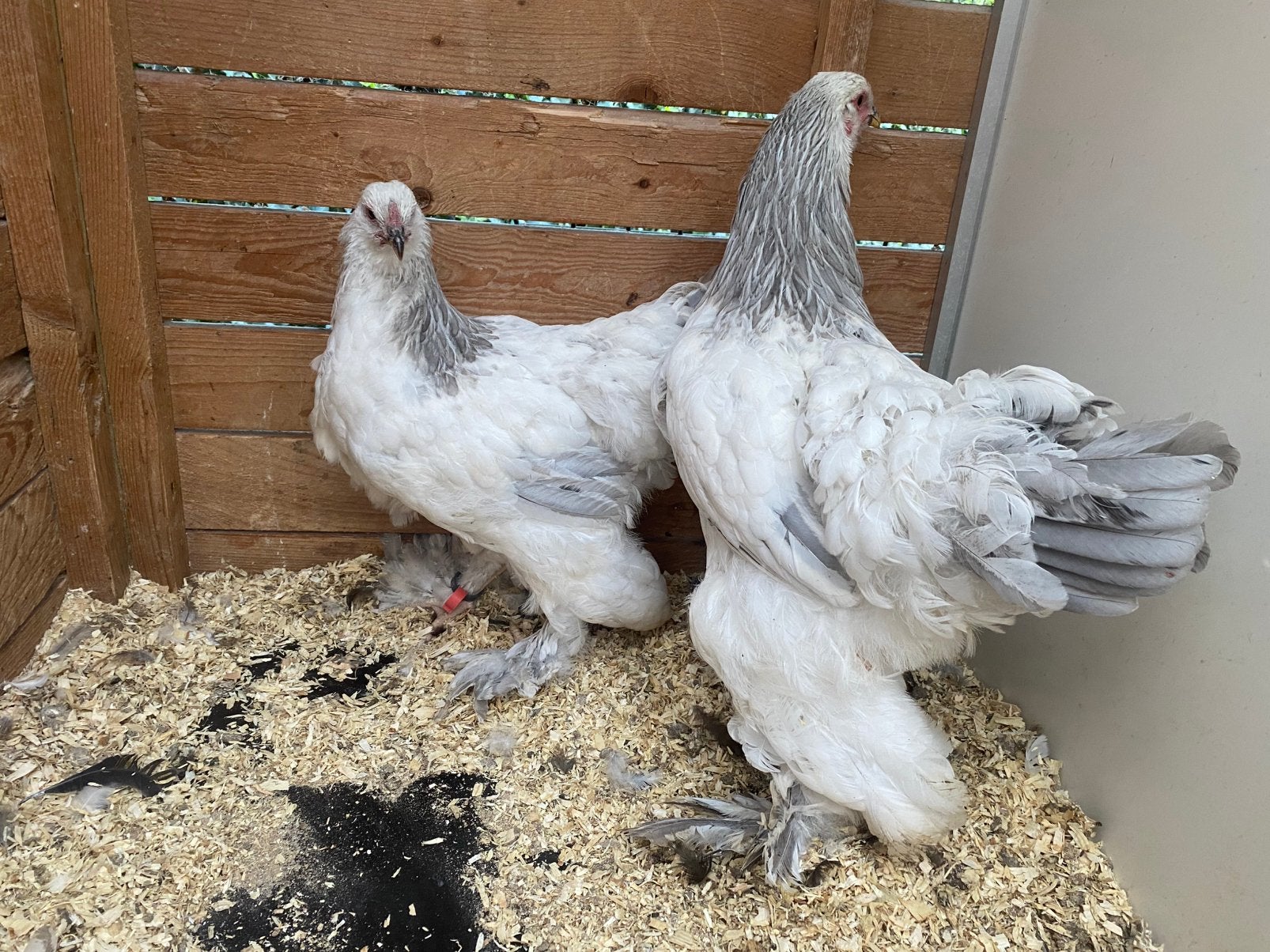 Brahma hennen 2026 verschillende kleurslagen