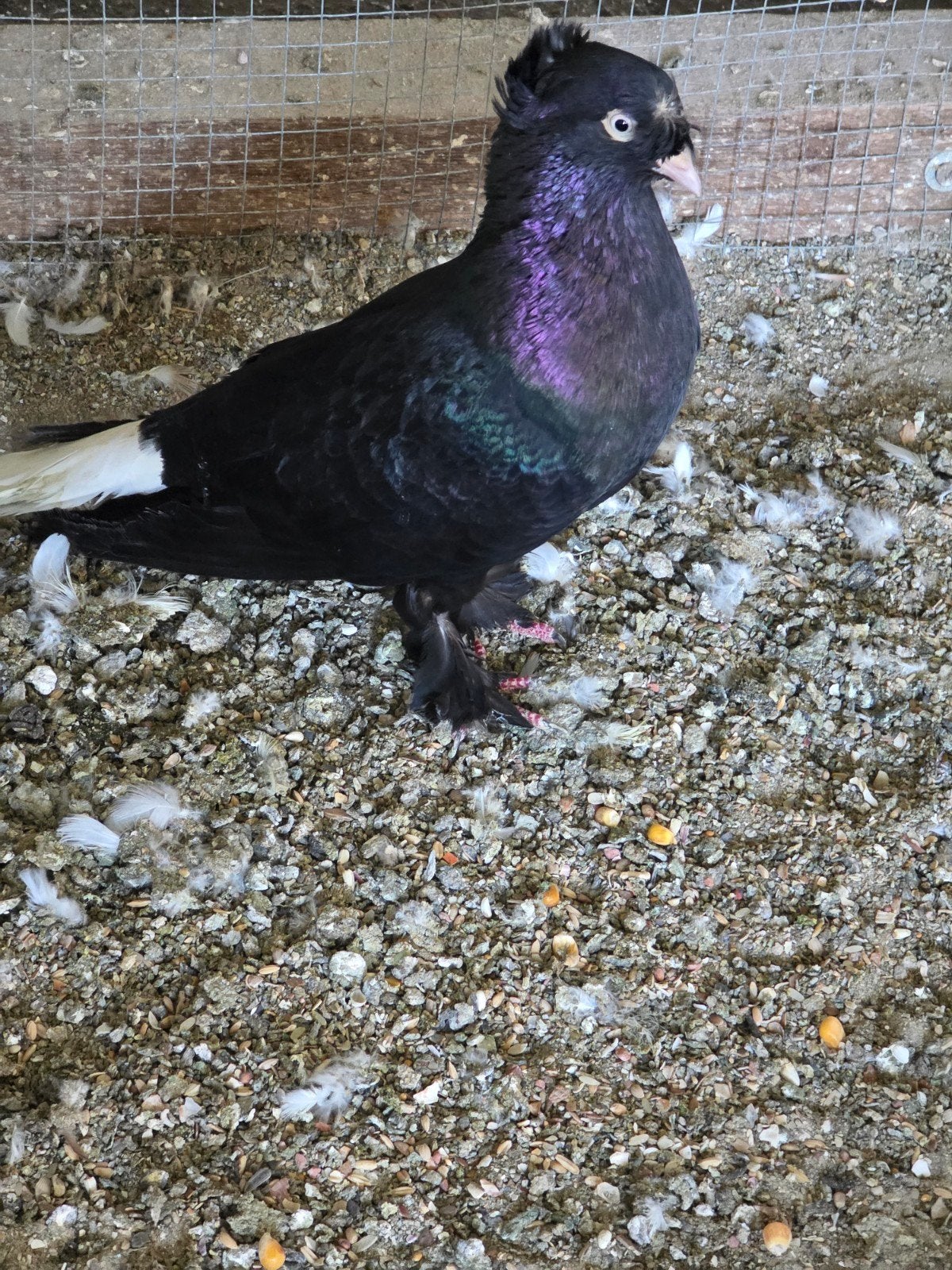 takla, Dieren en Toebehoren