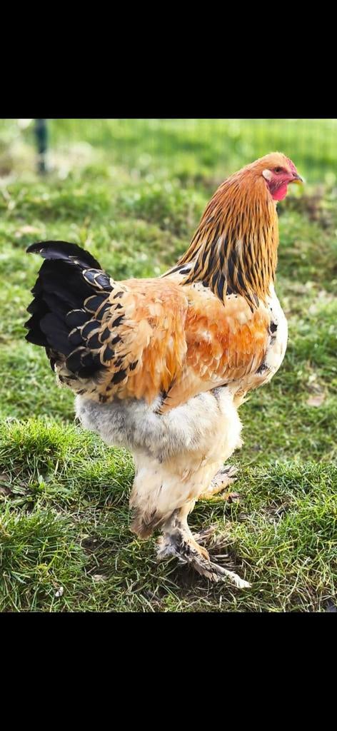 Brahma haan