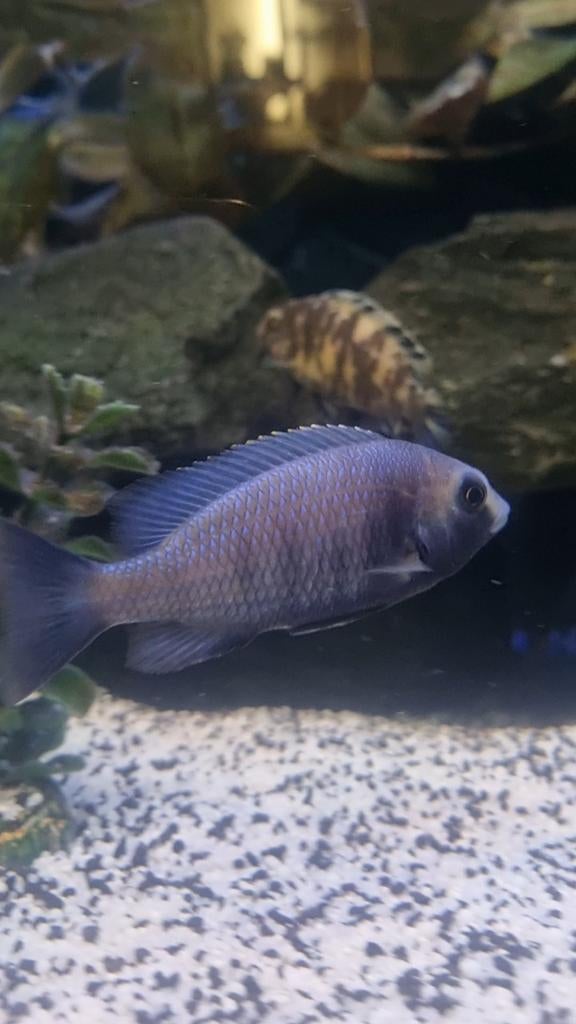 Placidochromis giseli, cichliden, Dieren en Toebehoren, Vis, Zoetwatervis
