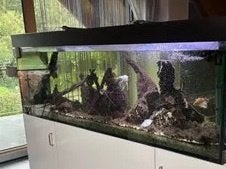Aquarium (2 meter lang), Dieren en Toebehoren, Ophalen