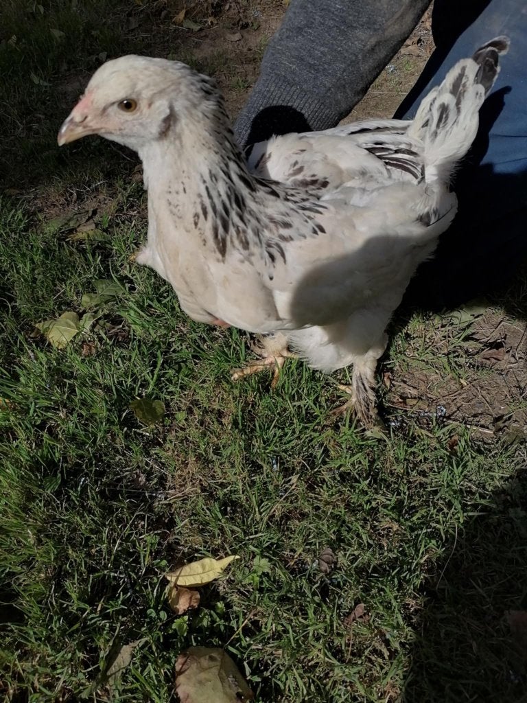 brahma  2 stuks hennen, Femelle, Poule ou poulet