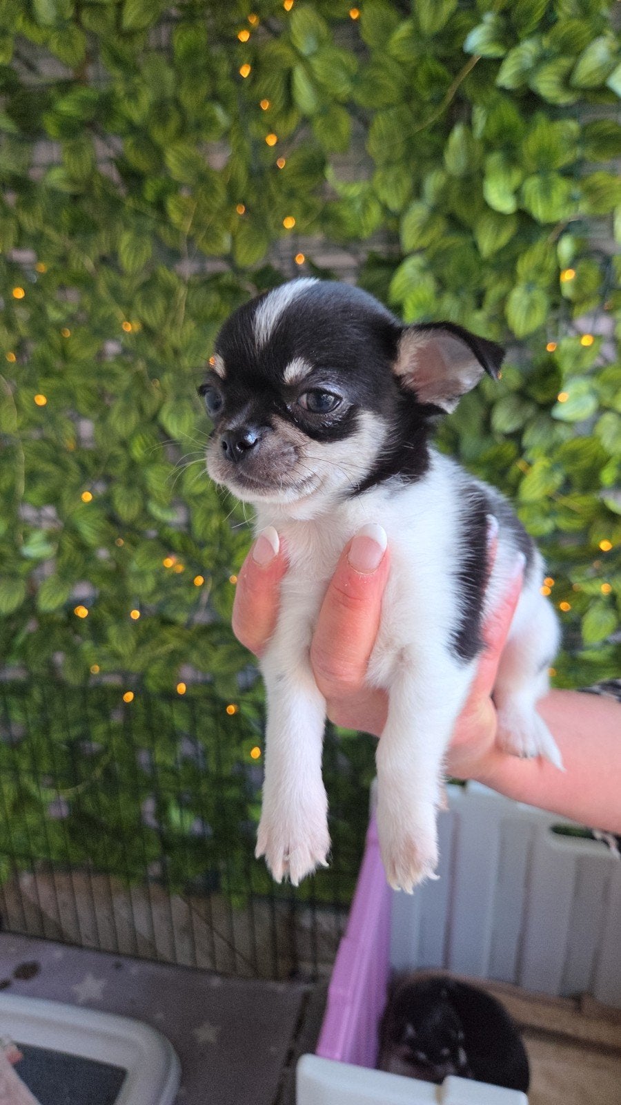 Prachtige mini chihuahua, België, Fokker | Hobbymatig, Reu, CDV (hondenziekte)