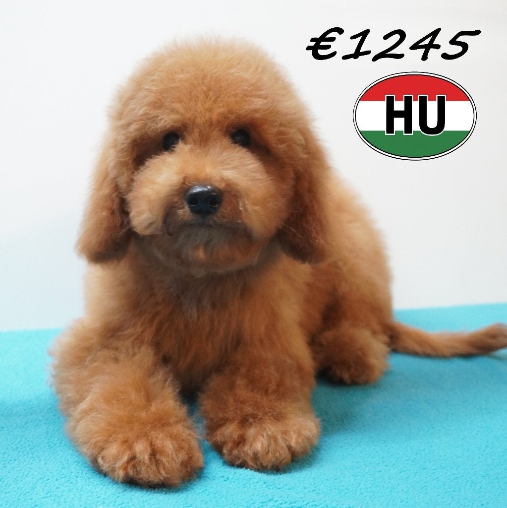 Chiots Caniches pleins de finesse à vendre, Animaux & Accessoires, Chiens | Chihuahuas & Chiens de compagnie, Plusieurs animaux