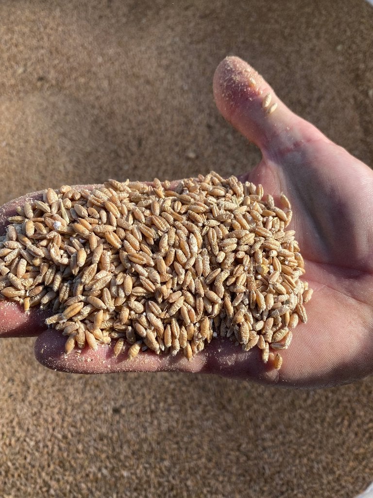 Triticale - zomergerst 2026, Ophalen