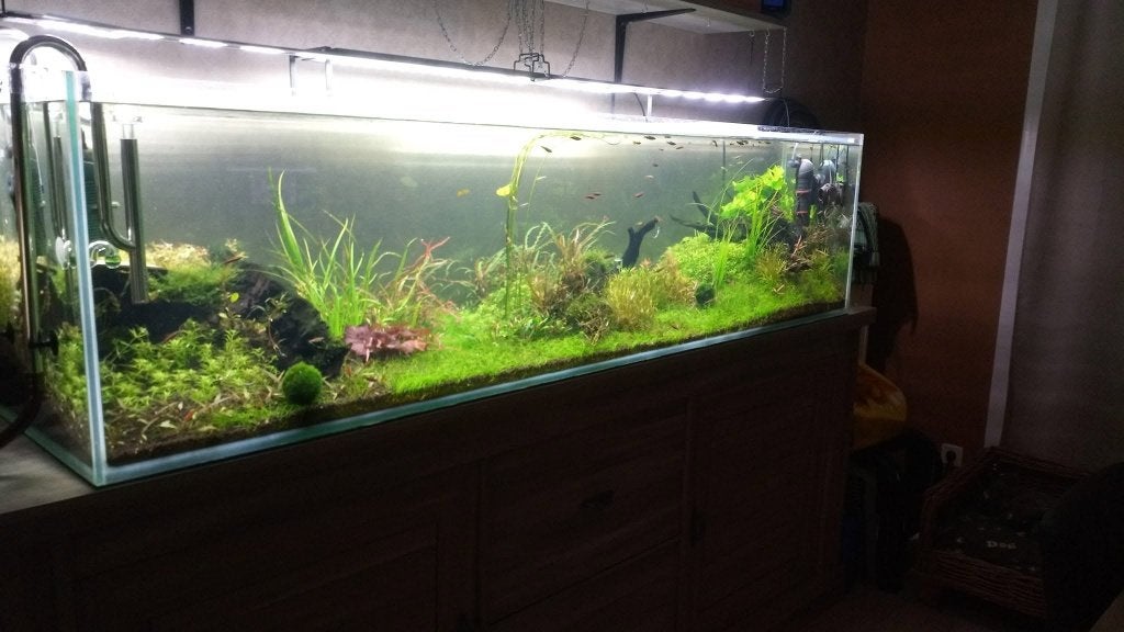 aquarium, Dieren en Toebehoren, Ophalen, Gebruikt, App-bediening, Leeg aquarium