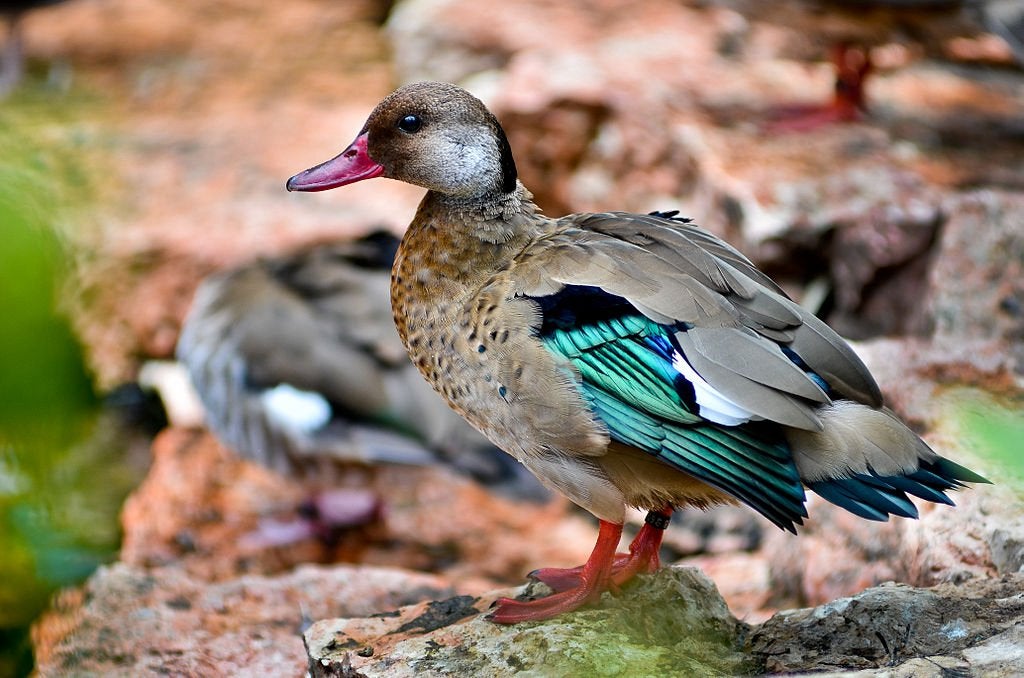 Braziltaling, Dieren en Toebehoren