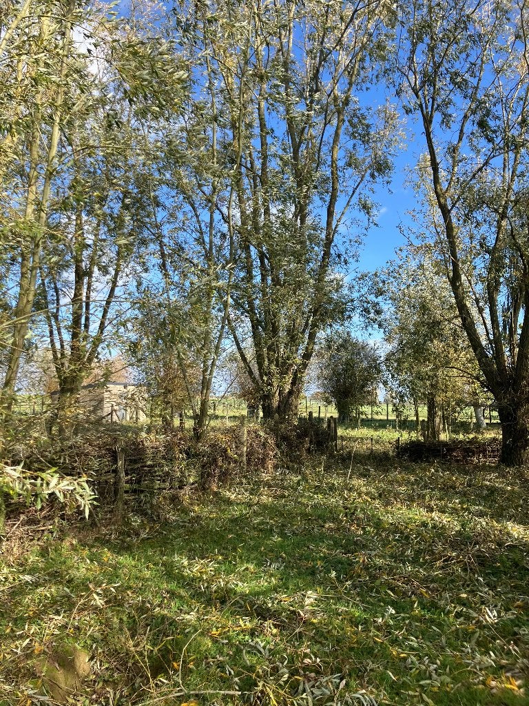 Wilgentakken, 6 m³ of meer, Ophalen, Overige houtsoorten, Takken