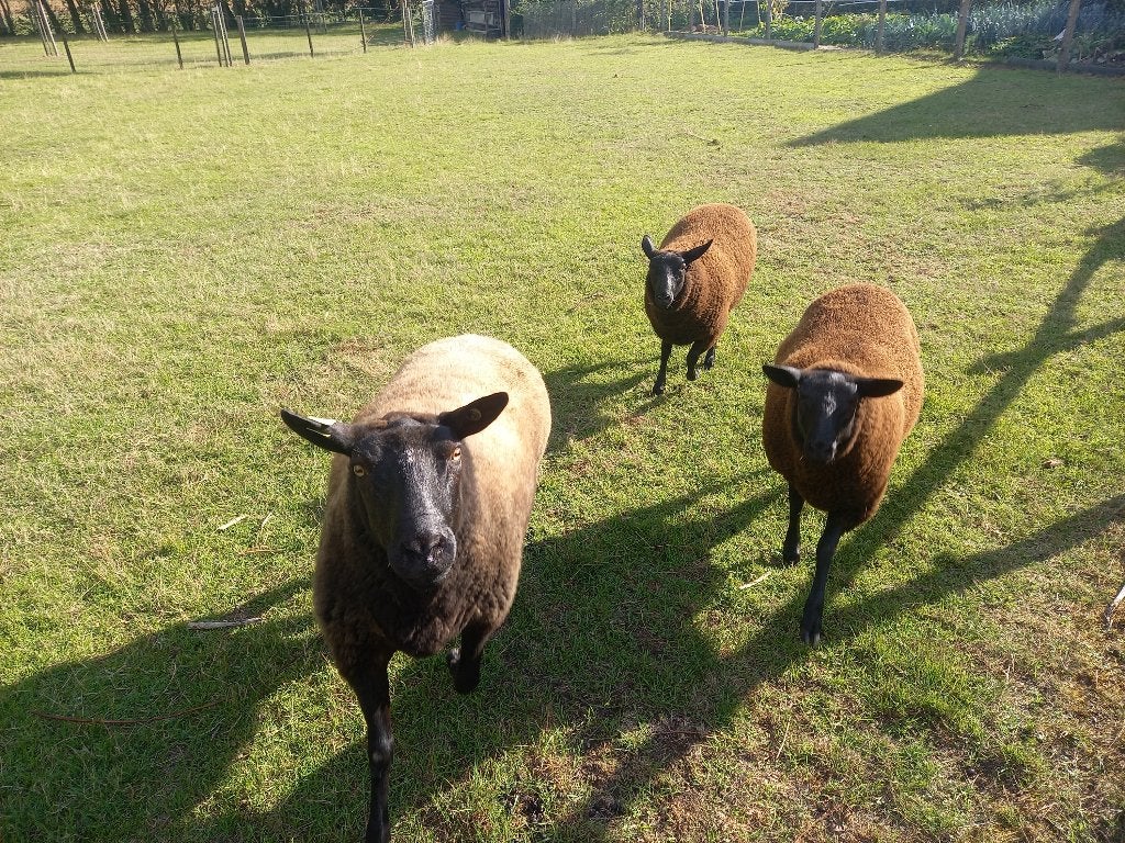 Schaap, ooi met 2 vrouwelijke lammeren, Vrouwelijk, Schaap, 0 tot 2 jaar