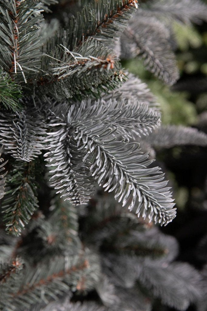 Kerstboom Triumph Tree Arbies Nordmann de Luxe (ongebruikt), Diversen, Ophalen, Nieuw